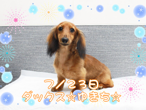 この夏で１歳になりました✩～７月～